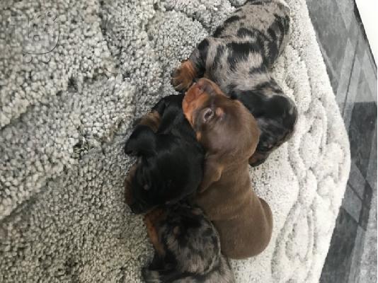 AKC Dachshunds